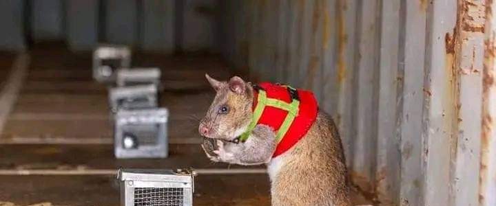 إستعداد الفئران المدربة لبدء مهمتها فى إنقاذ ارواح البشر اسفل حطام الزلزال فى تركيا
